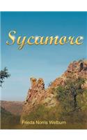 Sycamore