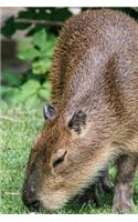 Capybara Grazing on a Lawn Journal: Take Notes, Write Down Memories in this 150 Page Lined Journal