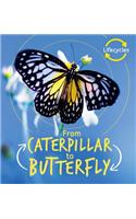 From Caterpillar to Butterfly
