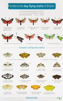 Guide to the Day-Flying Moths of Britain