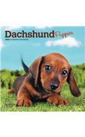 Dachshund Puppies 2020 Mini 7x7