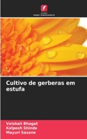 Cultivo de gerberas em estufa