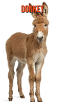 Donkey: Amazing Facts & Pictures