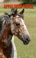 Appaloosa Horse