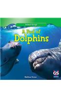 A Pod of Dolphins