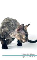 Devon Rex Affirmations Workbook Devon Rex Presents: Positive and Loving Affirmations Workbook. Includes: Mentoring Questions, Guidance, Supporting You.