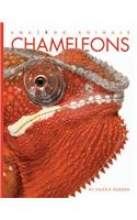 Chameleons