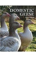 Domestic Geese