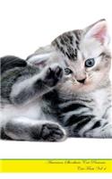 American Shorthair Cat Presents