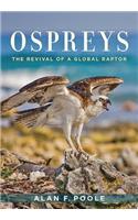 Ospreys