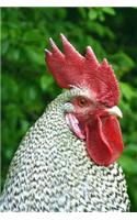 Rooster Portrait Animal Journal: 150 Page Lined Notebook/Diary