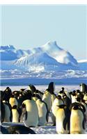 Emperor Penguins (Journal / Notebook)