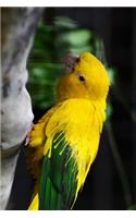 Golden Conure Parrot Journal