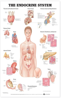 The Endocrine System Anatomical Chart: (English)