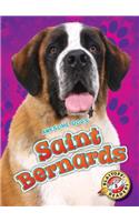 Saint Bernards