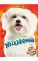 Maltese: (Awesome Dogs)