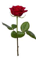 Red Rose Notebook