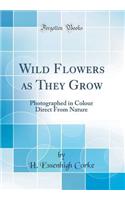 Wild Flowers as They Grow: Photographed in Colour Direct from Nature (Classic Reprint)