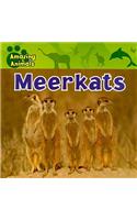 Meerkats