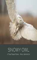 Snowy Owl