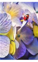 Ladybird Notebook