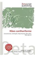 Ribes Canthariforme: (English)