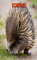 Echidné