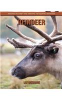 Reindeer