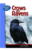Crows and Ravens