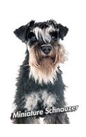 Miniature Schnauzer: Blank Sheet Music 150 pages 8.5 x 11 in. 12 Staves Per Page Music Staff Composition Notation Songwriting Staff Manuscript