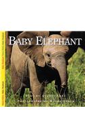 Baby Elephant