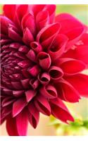 Red Dahlia Flower Blooming in Arizona Journal