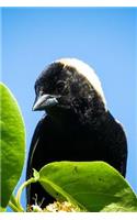 Bobolink (Dolichonyx Oryzivorus) Bird Journal: 150 page lined notebook/diary
