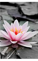 Pink Water Lily Flower Journal: Water Lily Flower Inspirational Journals for Women, for Journal Writing.