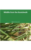 Wildlife from the Boardwalk