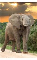 African Elephant Journal: 150 page lined notebook/diary