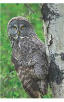 Owl Journal