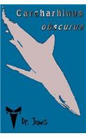 Carcharhinus obscurus