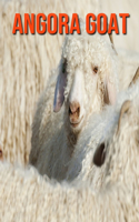 Angora Goat