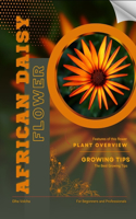African Daisy