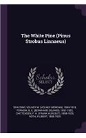 White Pine (Pinus Strobus Linnaeus)