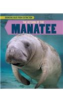 The Return of the Manatee: (Bouncing Back from Extinction)