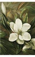 Magnolia Grandiflora