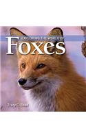 Exploring the World of Foxes