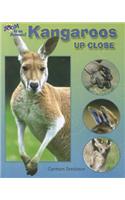Kangaroos Up Close: (Zoom in on Animals!)