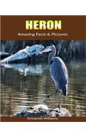 Heron: Amazing Facts & Pictures