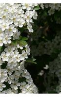 Pear Blossoms Notebook: 150 Lined Pages, Softcover, 6 X 9
