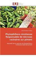 Phytophthora nicotianae responsable de nécroses racinaires sur piment