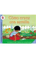 Como Crece Una Semilla
