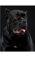 Cane Corso Notebook: Notebook 8.5 x 11, College Ruled, 150 Pages for Elementary, Primary, Middle, High School or University